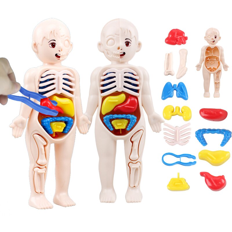 Montessori Body Parts™- Human Body